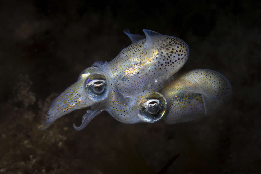 2025 Ocean Photographer Of The Year Finalists