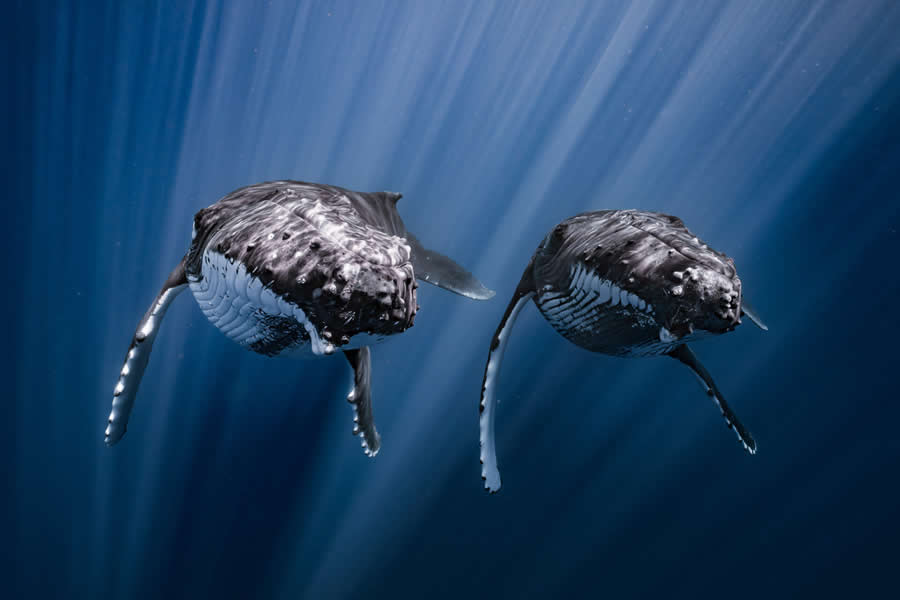 2025 Ocean Photographer Of The Year Finalists