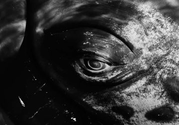 2025 Ocean Photographer Of The Year Finalists