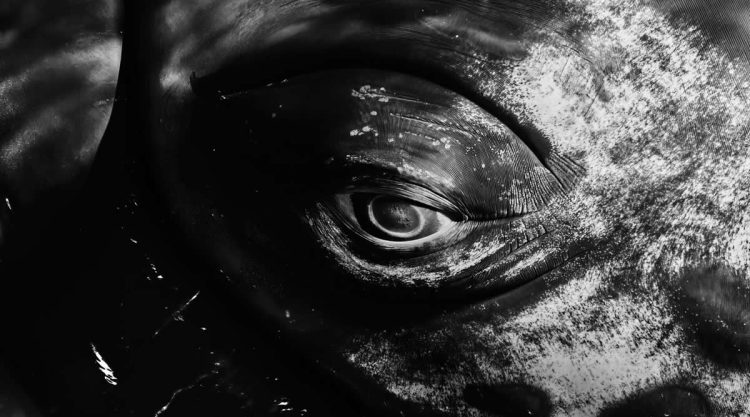 2025 Ocean Photographer Of The Year Finalists
