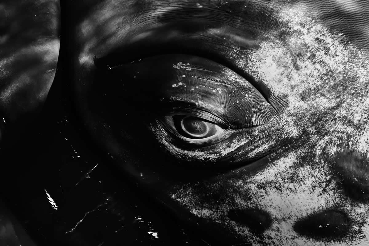 2025 Ocean Photographer Of The Year Finalists