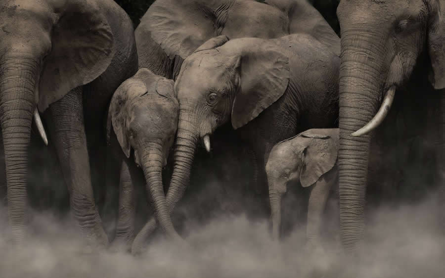 Refoc 2025 Renk Fotoğraf Ödülleri Yaban Hayatı Kazananları