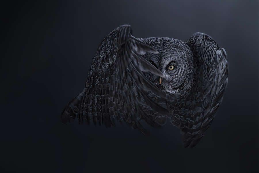 Refoc 2025 Renk Fotoğraf Ödülleri Yaban Hayatı Kazananları