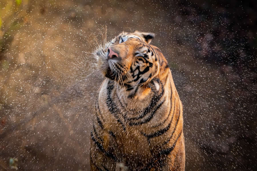 Refoc 2025 Renk Fotoğraf Ödülleri Yaban Hayatı Kazananları