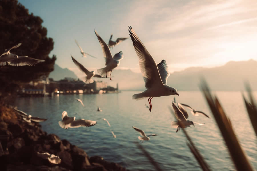 Refoc 2025 Renk Fotoğraf Ödülleri Yaban Hayatı Kazananları