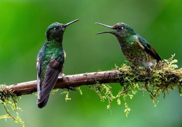 Refocus 2025 Color Photography Awards Wildlife Winners