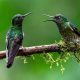 Refocus 2025 Color Photography Awards Wildlife Winners