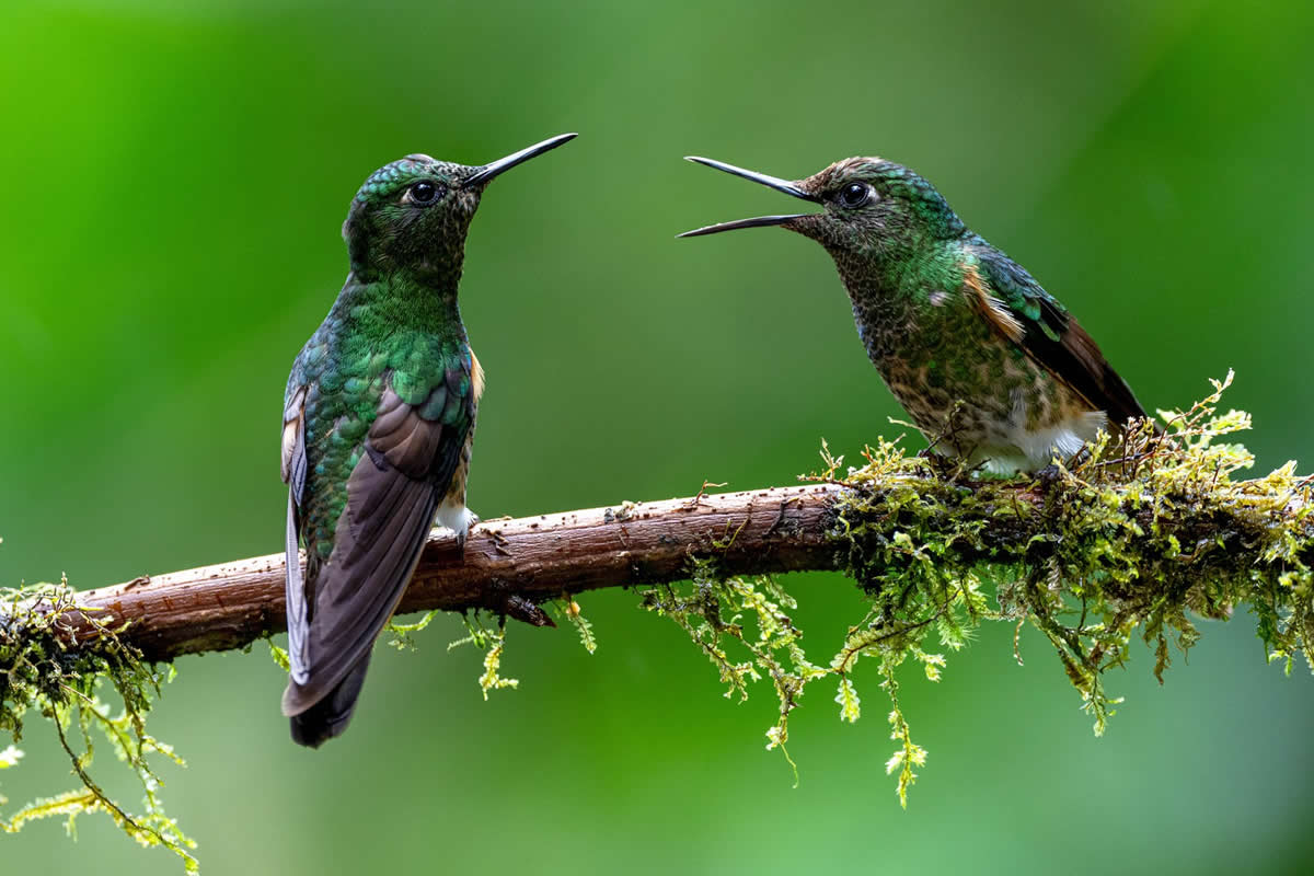 22 Outstanding Wildlife Winning Photos from the Refocus 2025 Color Photography Awards