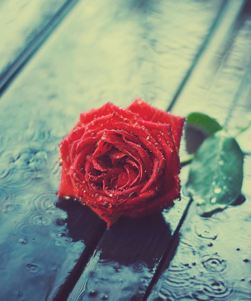 Still Life Photography by Ashraful Arefin