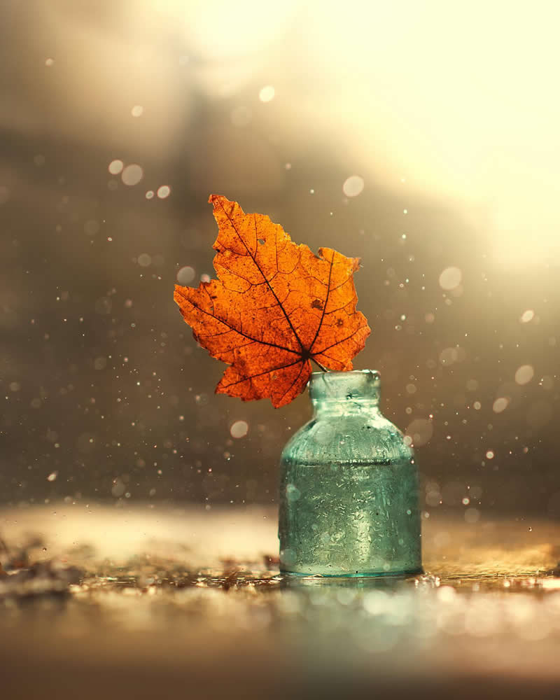 Still Life Photography by Ashraful Arefin