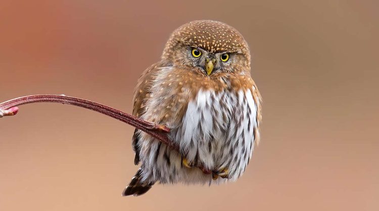 Stunning Bird Photographs That Capture Grace