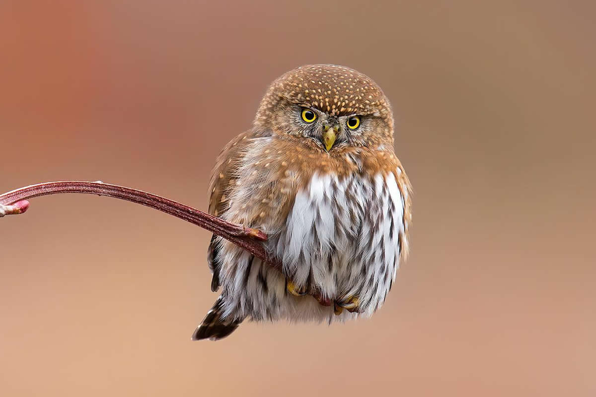 Stunning Bird Photographs That Capture Grace
