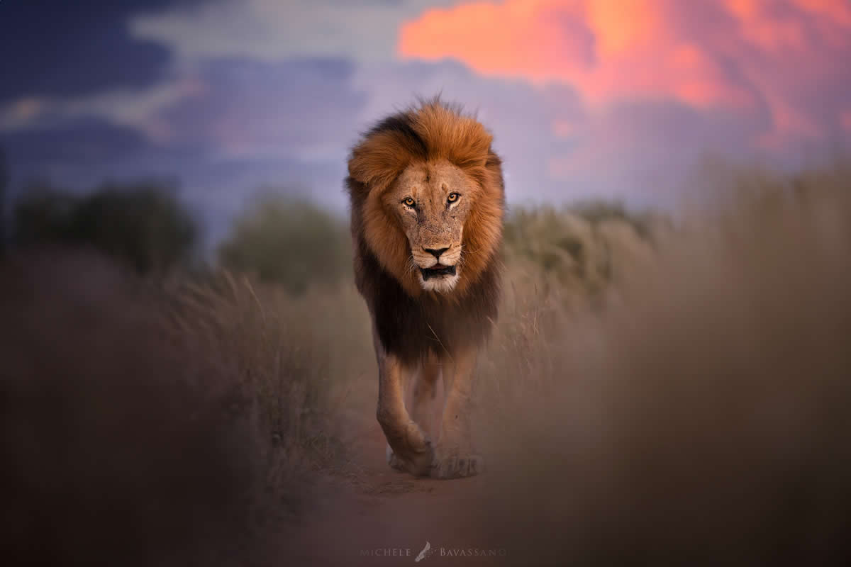 33 Stunning Wildlife Photos That Celebrate Nature’s Untamed Adventure