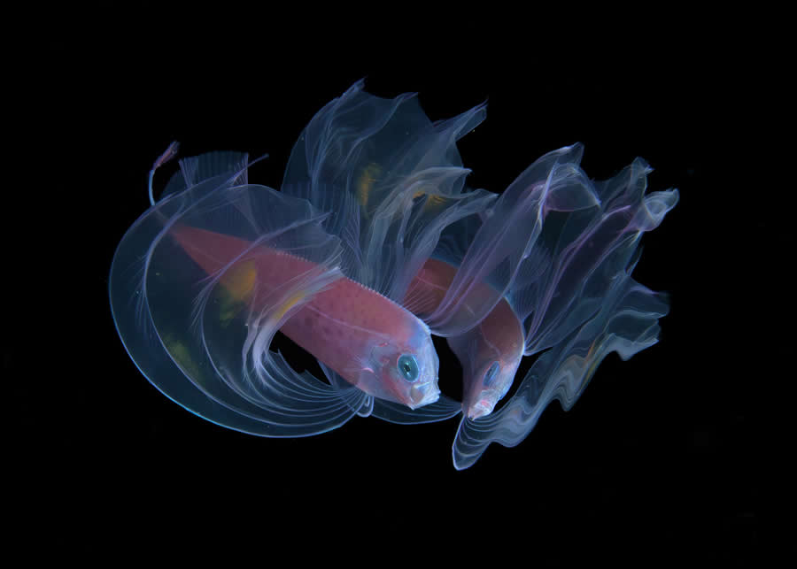 International Photography Awards 2025 Winners