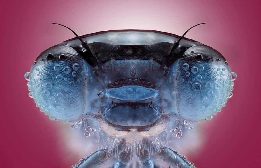 International Photography Awards 2025 Winners