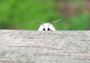 Beautiful And Cute Bugs Photos