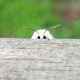 Beautiful And Cute Bugs Photos