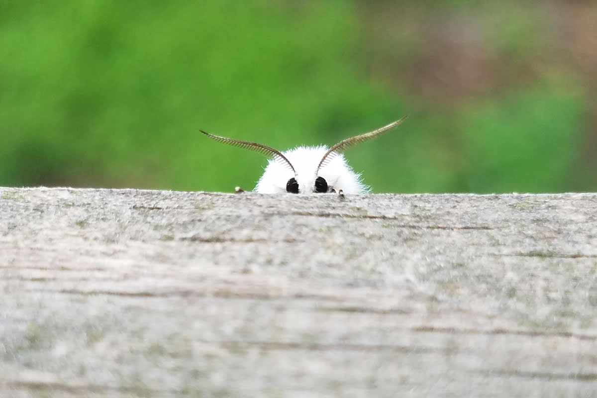 Beautiful And Cute Bugs Photos