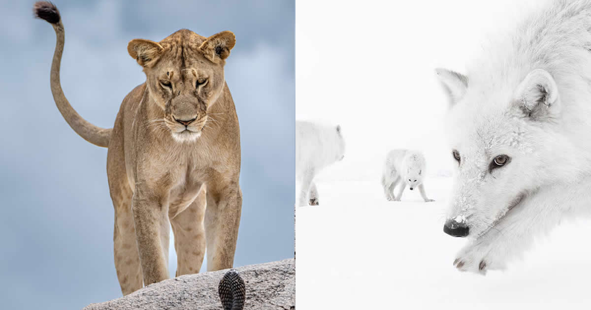 15 Incredible Photos From the 61st Wildlife Photographer of