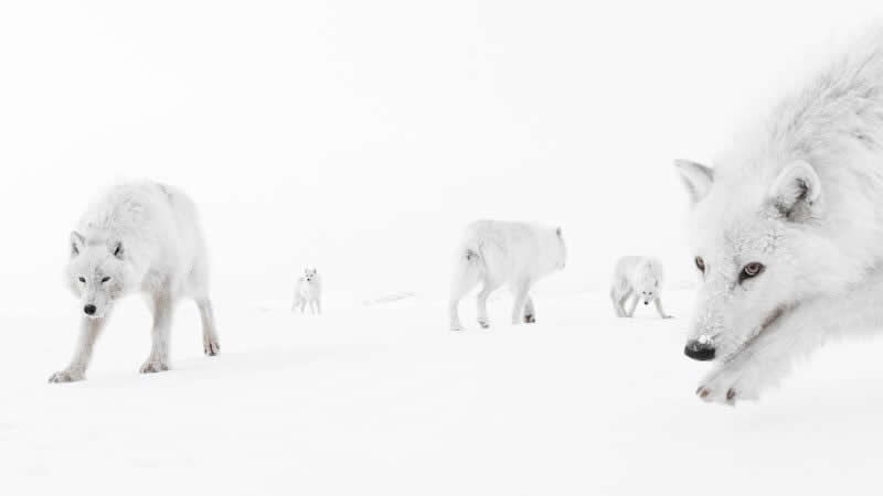 Inside the Pack by Amit Eshel, Israel - 2025 Wildlife Photographer of the Year Competition