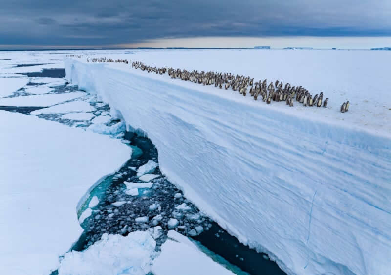 Ice Edge Journey by Bertie Gregory, United Kingdom - 2025 Wildlife Photographer of the Year Competition