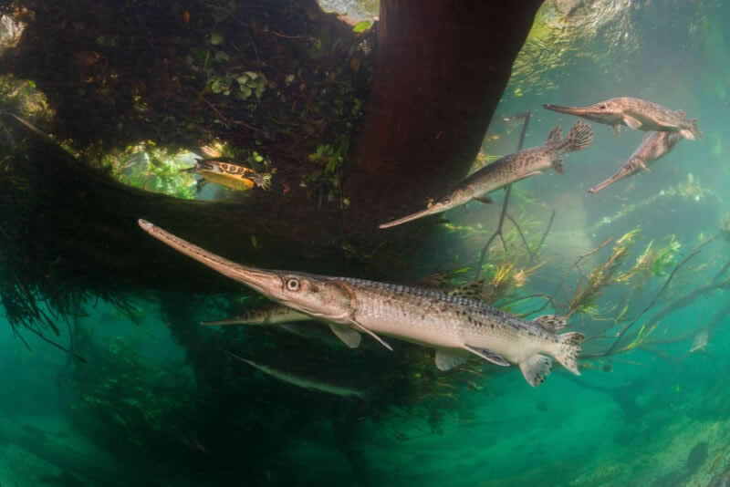 Fragile River of Life by Isaac Szabo, USA - 2025 Wildlife Photographer of the Year Competition