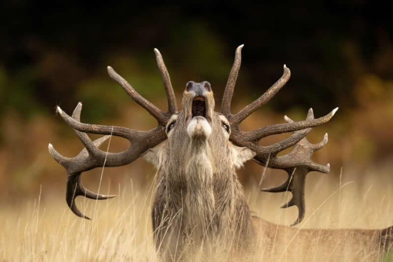 Rutting Call by Jamie Smart, United Kingdom - 2025 Wildlife Photographer of the Year Competition