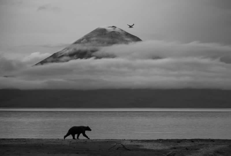 Essence of Kamchatka by Kesshav Vikram, India - 2025 Wildlife Photographer of the Year Competition