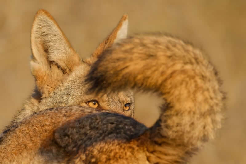 A Tale of Two Coyotes by Parham Pourahmad, USA - 2025 Wildlife Photographer of the Year Competition