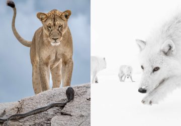 2025 Wildlife Photographer of the Year Competition