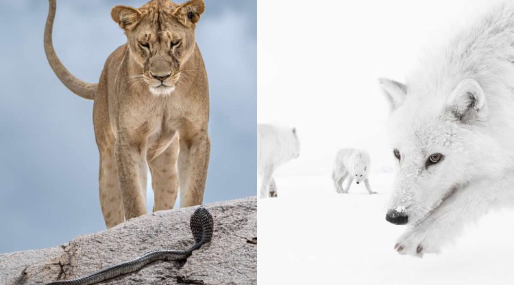 2025 Wildlife Photographer of the Year Competition