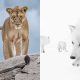 2025 Wildlife Photographer of the Year Competition