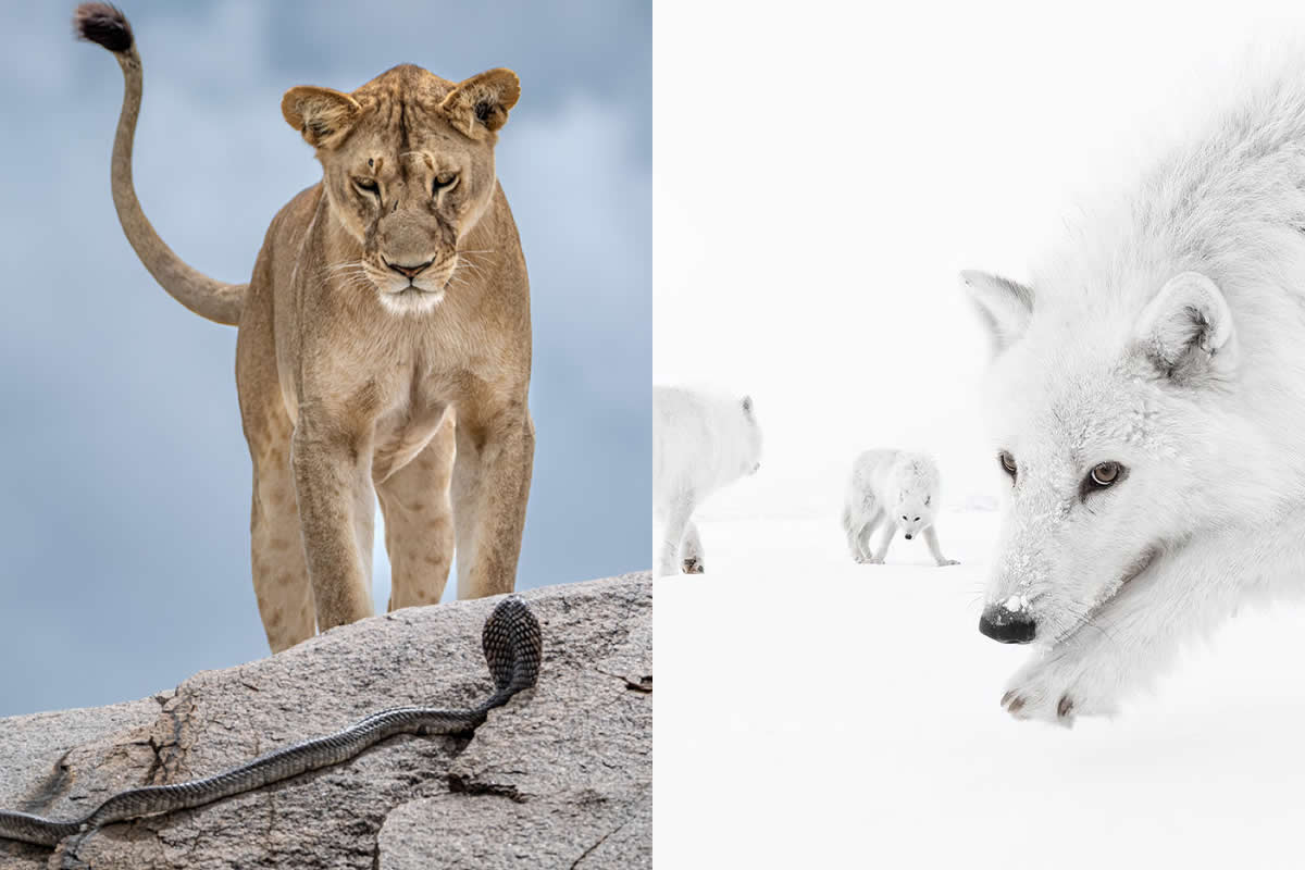 15 Incredible Photos From the 61st Wildlife Photographer of the Year Competition