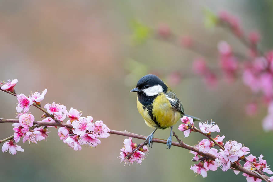 Amazing Wildlife Photography by Mateusz Piesiak