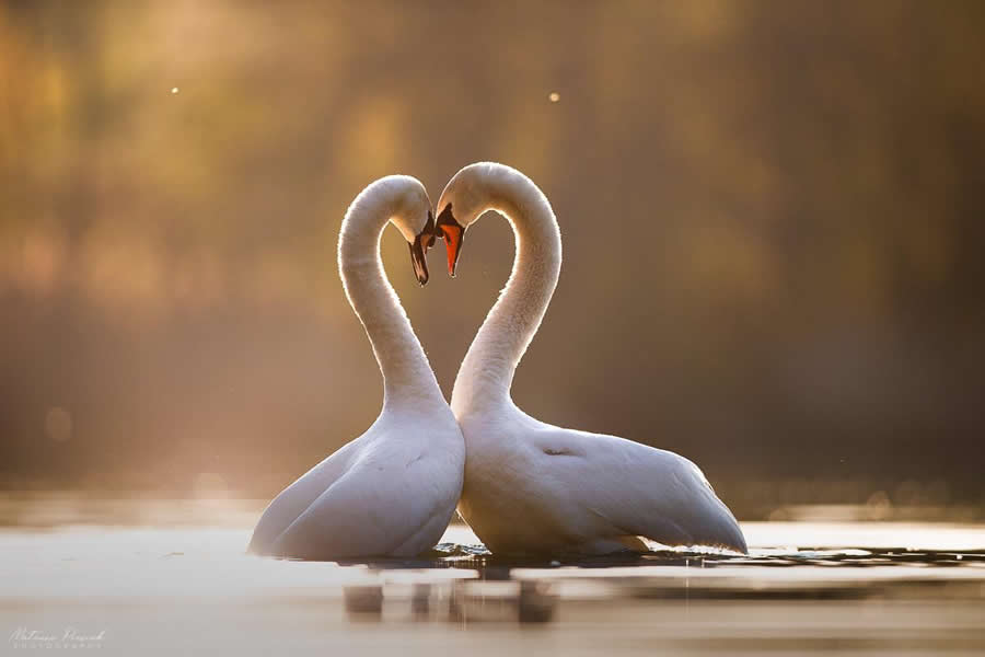 Amazing Wildlife Photography by Mateusz Piesiak