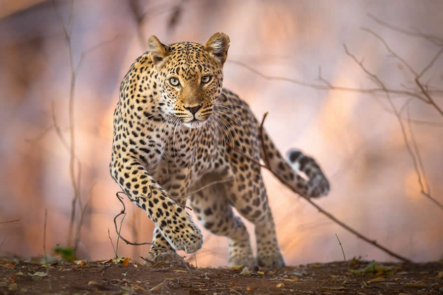 Amazing Wildlife Photography by Mateusz Piesiak