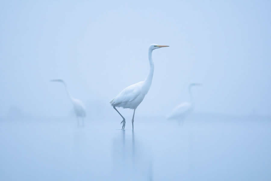 Amazing Wildlife Photography by Mateusz Piesiak