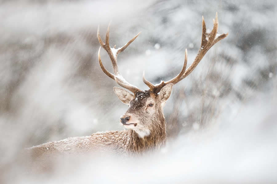 Amazing Wildlife Photography by Mateusz Piesiak