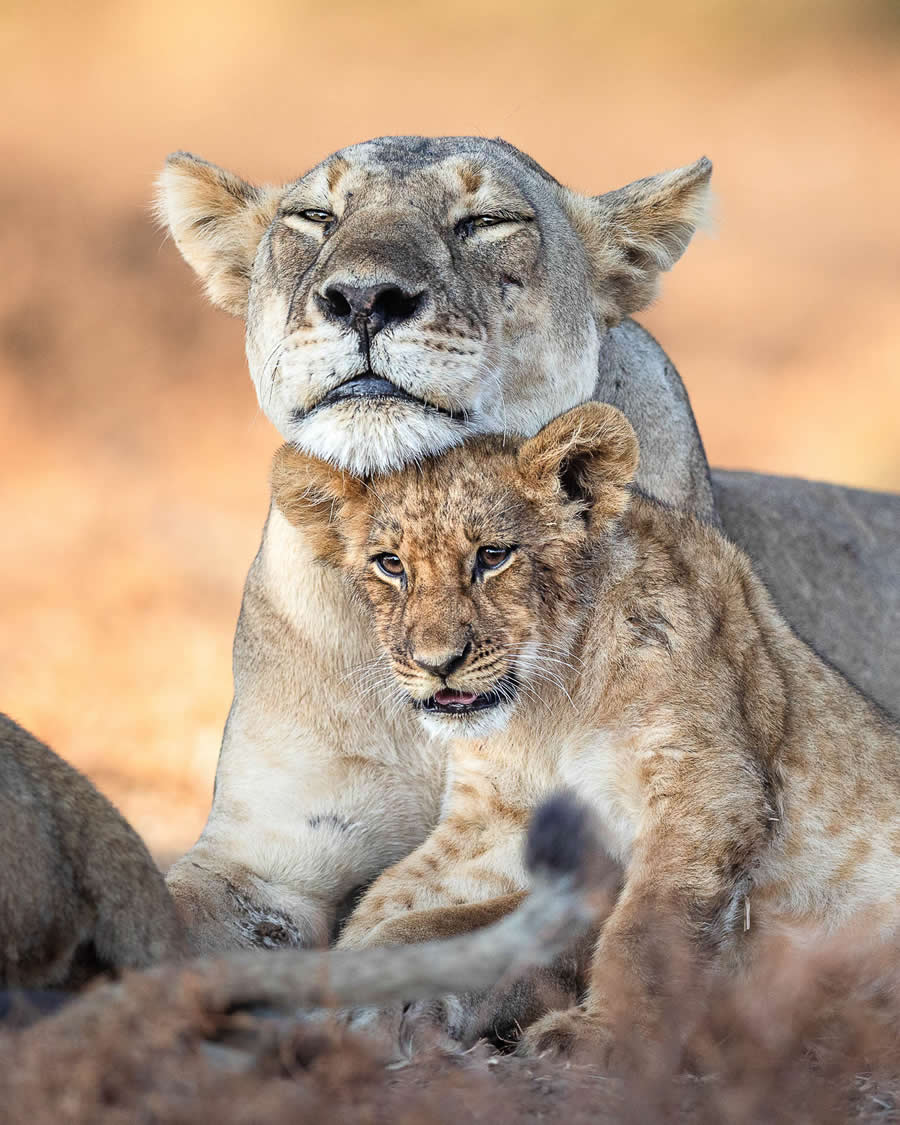 Amazing Wildlife Photography by Mateusz Piesiak