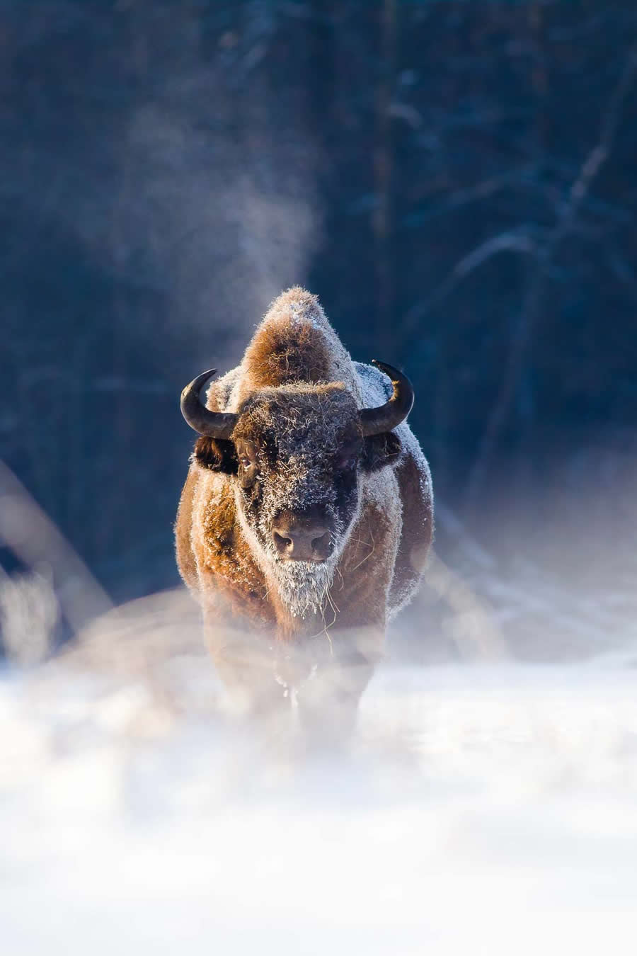Amazing Wildlife Photography by Mateusz Piesiak