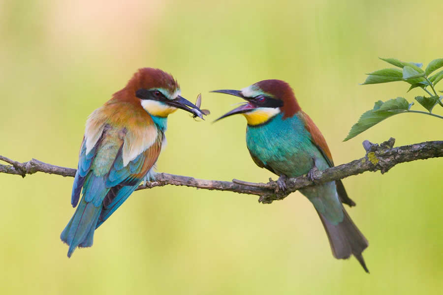 Amazing Wildlife Photography by Mateusz Piesiak