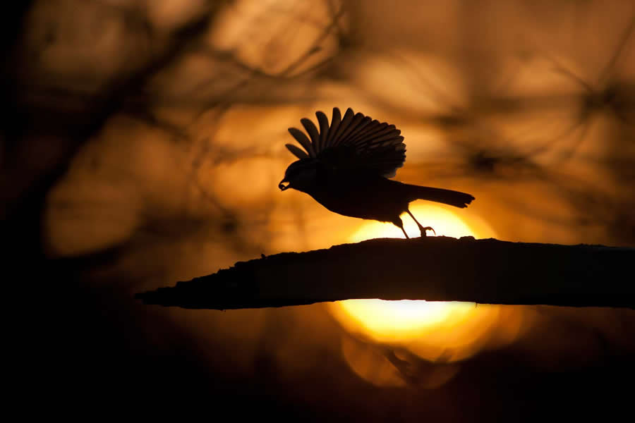 Amazing Wildlife Photography by Mateusz Piesiak