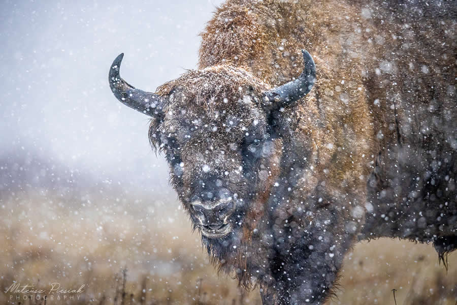 Amazing Wildlife Photography by Mateusz Piesiak