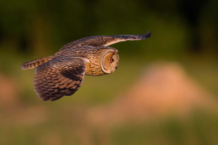 Amazing Wildlife Photography by Mateusz Piesiak