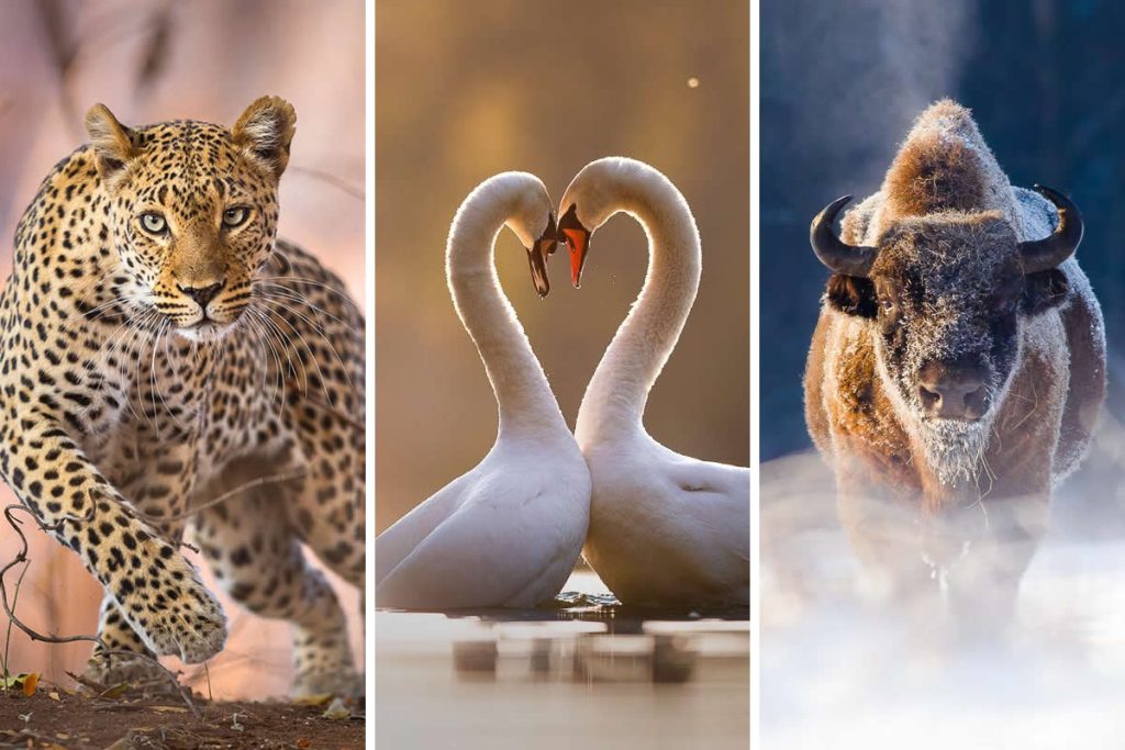 Amazing Wildlife Photography by Mateusz Piesiak