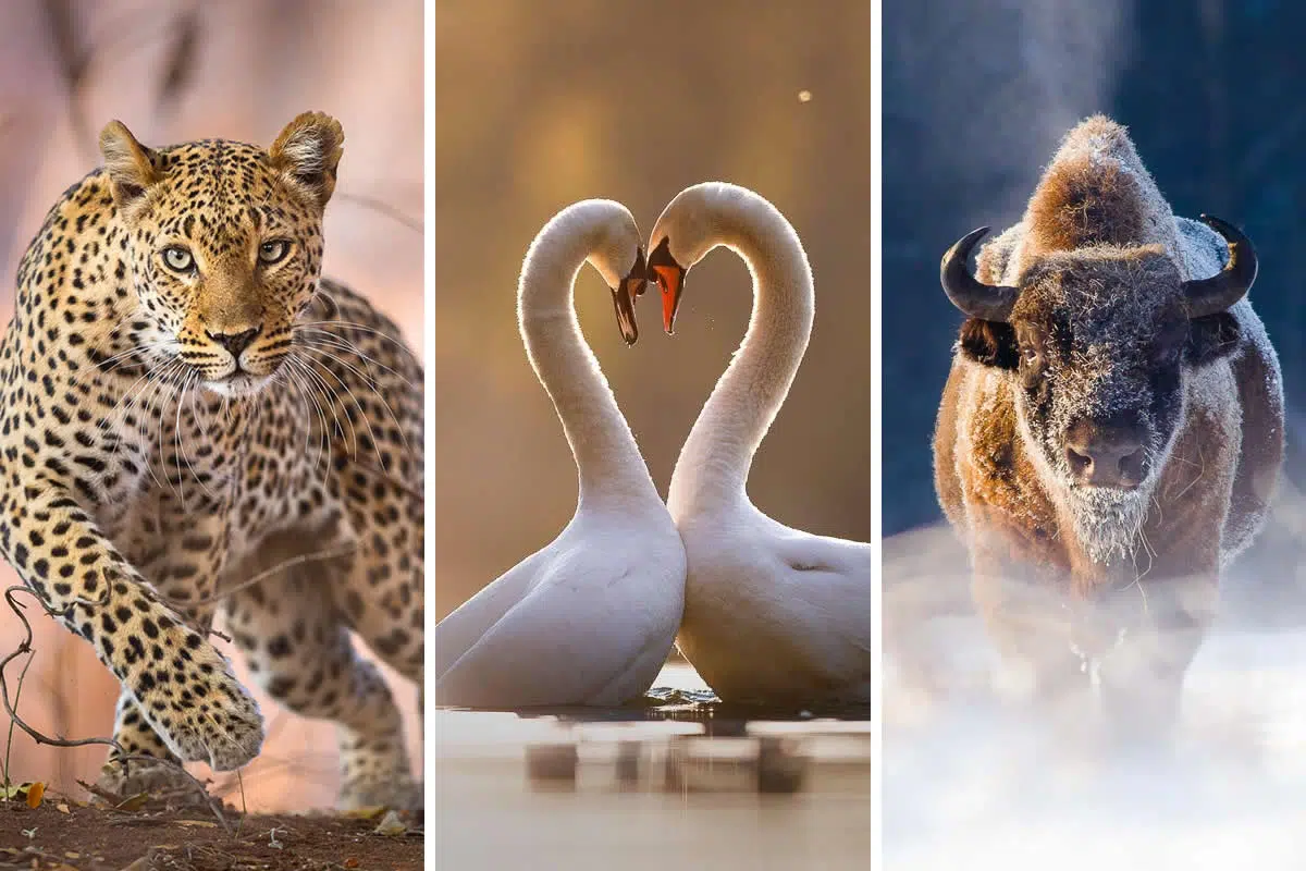 Amazing Wildlife Photography by Mateusz Piesiak