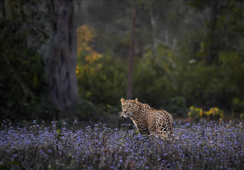 Amazing Wildlife Photography by Moni Mehaboob