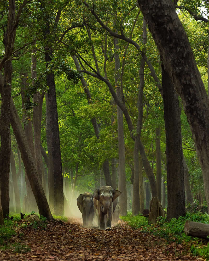 Amazing Wildlife Photography by Moni Mehaboob