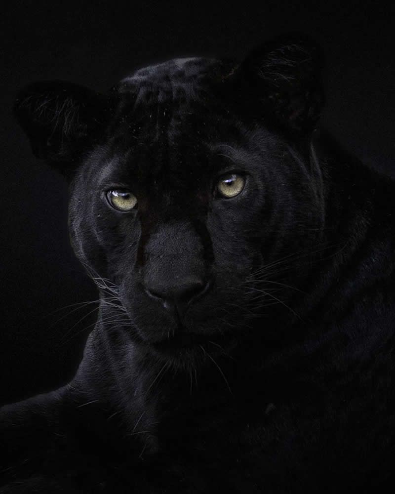Amazing Wildlife Photography by Moni Mehaboob
