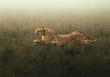 Amazing Wildlife Photography by Moni Mehaboob